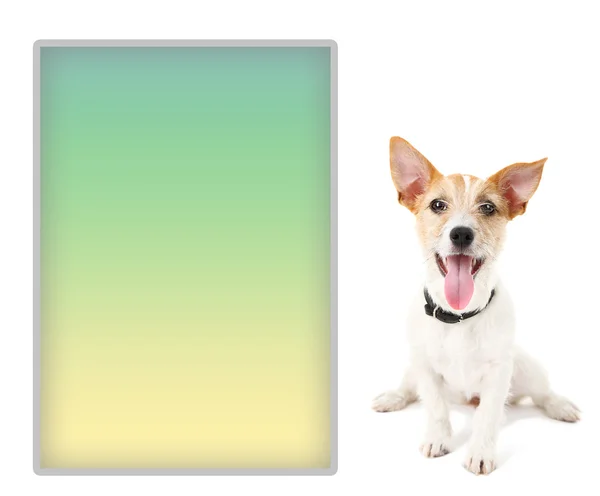 Jack Russell terrier com lugar para texto, isolado em branco — Fotografia de Stock