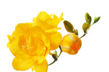 güzel Frezya çiçek, üzerinde beyaz izole