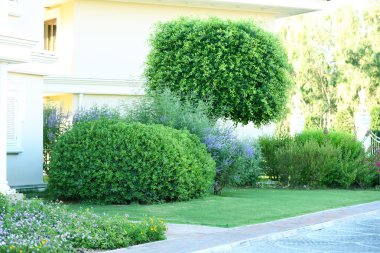 Ağaç ve çalıların Park