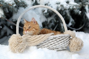 Eşarp kış zamanında köknar ağacı arka plan ile sepet içinde kırmızı kedi