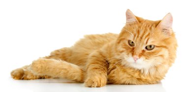 Kırmızı kedi yalan, beyaz arka plan üzerinde izole