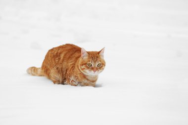 Kırmızı kedi beyaz kar arka plan üzerinde yürüme