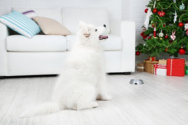 Samoyed köpek Noel ağacına beyaz kanepe arka plan ile odada