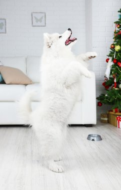 Samoyed köpek Noel ağacı beyaz kanepe ve duvar arka planda odada bir komutu yürütmek