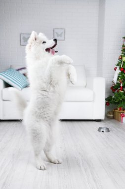 Samoyed köpek Noel ağacı beyaz kanepe ve duvar arka planda odada bir komutu yürütmek