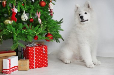 Samoyed köpek Noel ağacı beyaz duvar arka plan üzerinde yakınındaki odasında