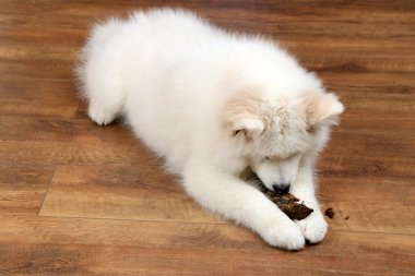Samoyed köpek odun ahşap zemin zemin üzerinde çiğneme