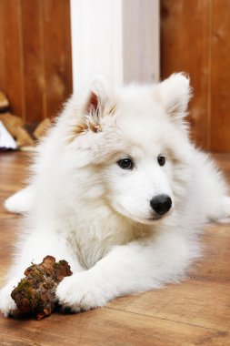 Samoyed köpek odun ahşap zemin üzerinde ve şömine arka plan üzerinde çiğneme