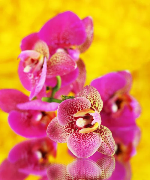 Belle orchidée sur fond jaune — Photo