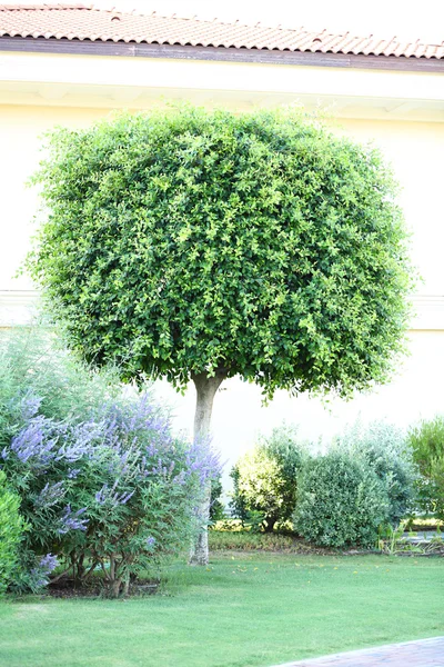 Árbol y arbustos en el parque — Foto de Stock