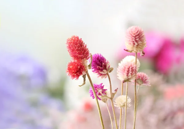 Mooie gedroogde bloemen op lichte achtergrond — Stockfoto