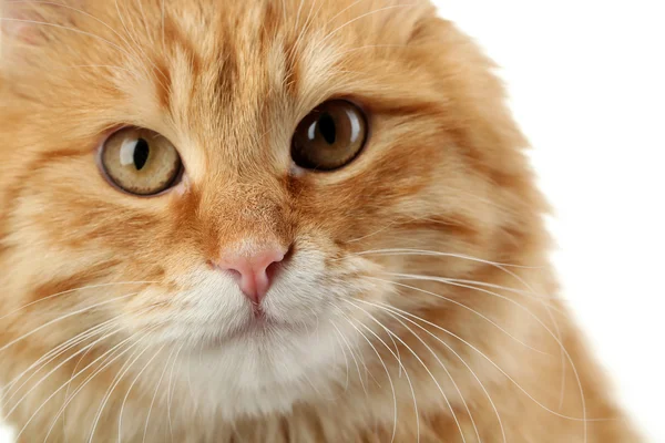 Retrato de gato rojo sobre fondo blanco — Foto de Stock