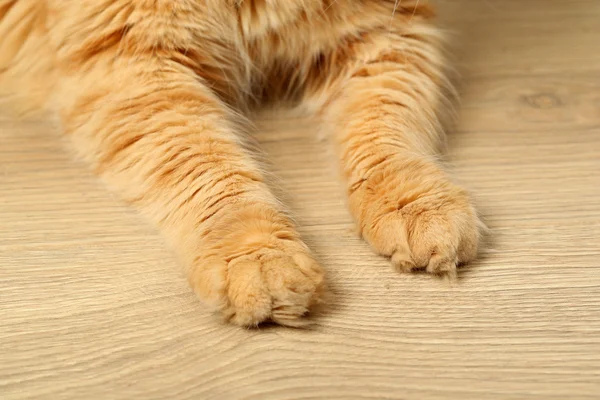 나무 바닥 배경에 빨간 고양이의 발 — 스톡 사진