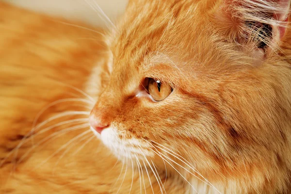 Kırmızı kedi, closeup portresi — Stok fotoğraf