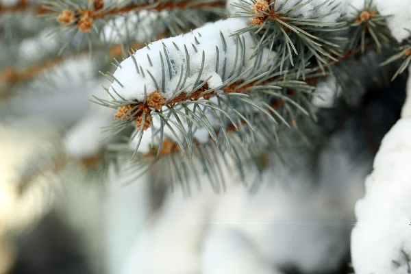 Täckt med snö gren av Gran, utomhus — Stockfoto