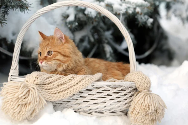 Red cat in wicker basket with scarf in winter time on fir tree background — Stock Photo, Image