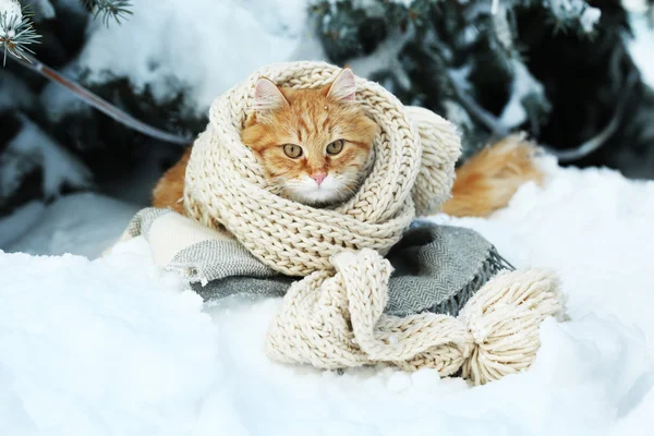 Gato rojo envuelto con bufanda en cuadros al aire libre en invierno y fondo de abeto — Foto de Stock