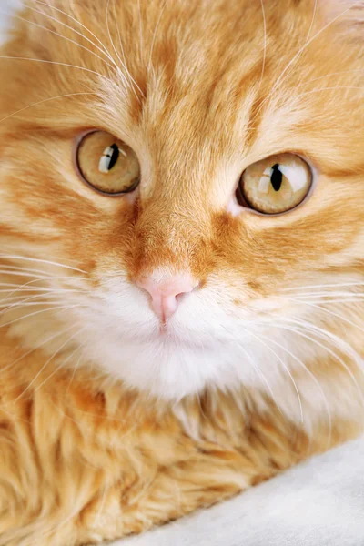 Красная кошка на теплой клетке, крупным планом — стоковое фото
