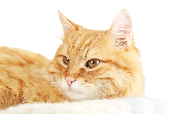 Chat rouge sur carreaux chauds et fond clair — Photo