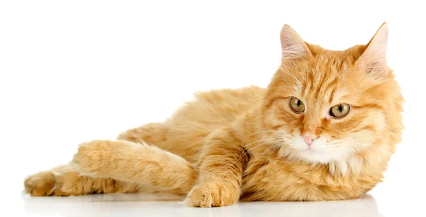 Gato vermelho deitado, isolado no fundo branco — Fotografia de Stock