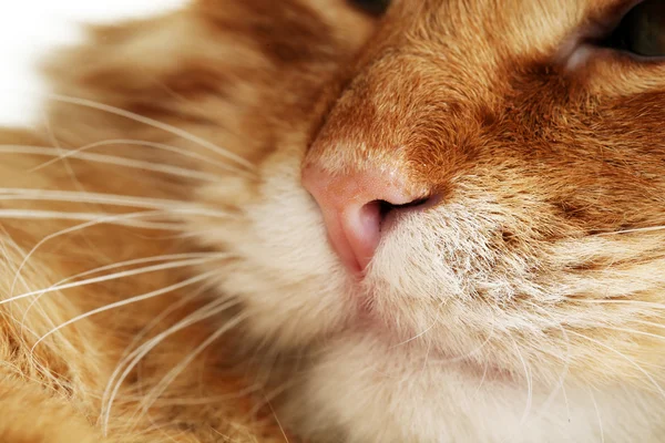 Retrato de gato vermelho, vista macro — Fotografia de Stock