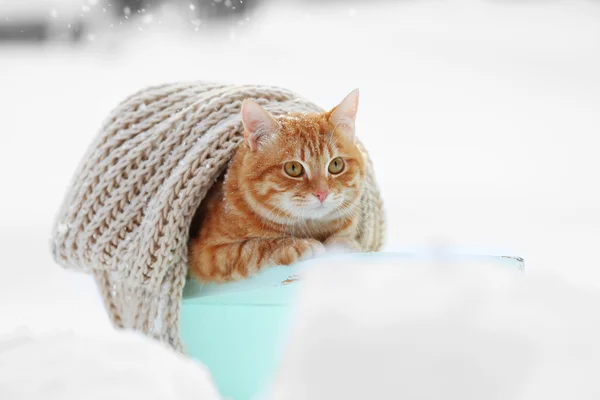 Cute ginger cat on color wooden stool wrapped on warm scarf on snow background — Stock Photo, Image