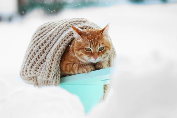 Mignon chat roux sur tabouret en bois couleur enveloppé sur foulard chaud sur fond de neige — Photo