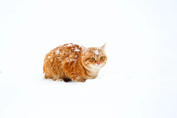 Рыжая кошка на фоне снега — стоковое фото