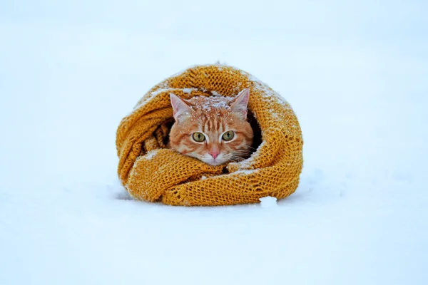 Красивая красная кошка, завернутая в шарф на снежном фоне — стоковое фото