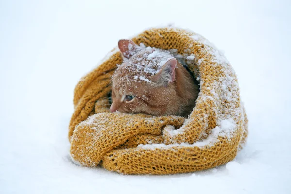 Beau chat rouge enveloppé dans une écharpe sur fond de neige — Photo