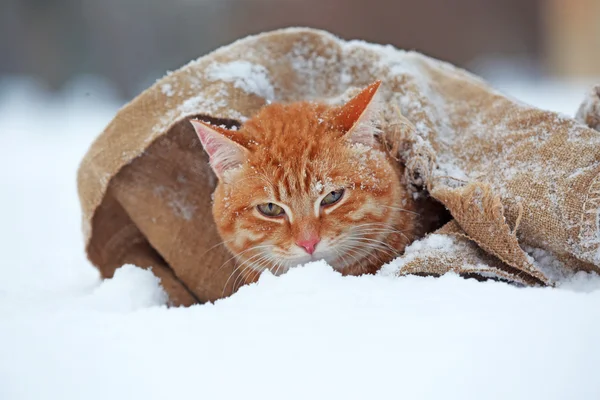 Niedliche rote Katze in Decke gehüllt auf Schnee Hintergrund — Stockfoto