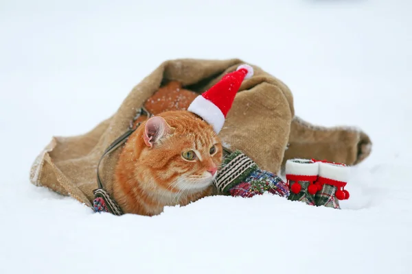 Lindo gato rojo con sombrero de Santa envuelto en manta sobre fondo de nieve —  Fotos de Stock