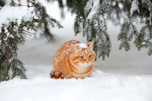 Krásná červená kočka pod stromem jedle na pozadí bílého sněhu — Stock fotografie