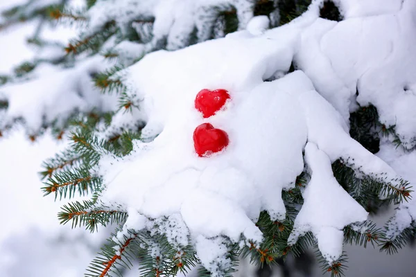 Fir tree branch covered with snow and hearts, closeup view — Stock Photo, Image