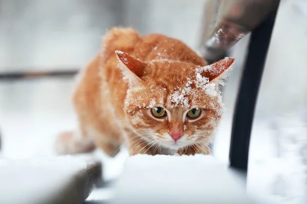 Κόκκινο γάτα σε παγκάκι στο πάρκο σε φόντο χιονόπτωσης — Φωτογραφία Αρχείου