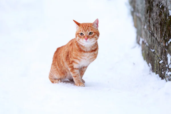 白い雪の背景にフェンスの近くの赤猫 — ストック写真