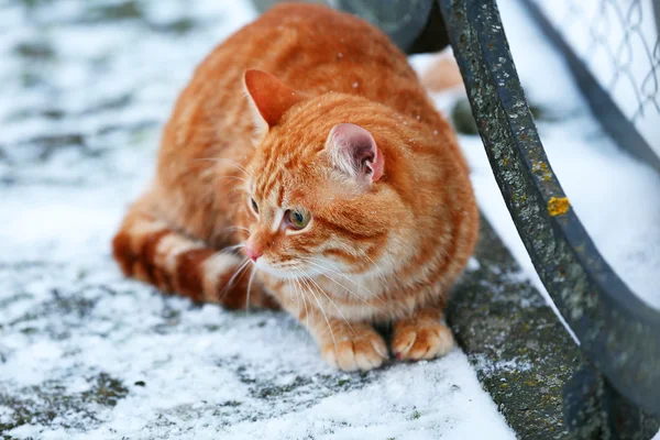 Red cat on fence with snow background — Stock Photo, Image