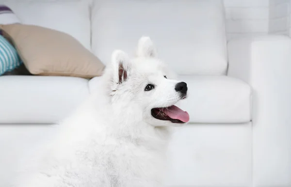 Portret psa Samoyed na tle białej kanapie — Zdjęcie stockowe