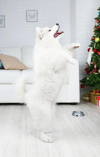 Samoyedo perro ejecutar un comando en la habitación con árbol de Navidad en el sofá blanco y fondo de la pared —  Fotos de Stock