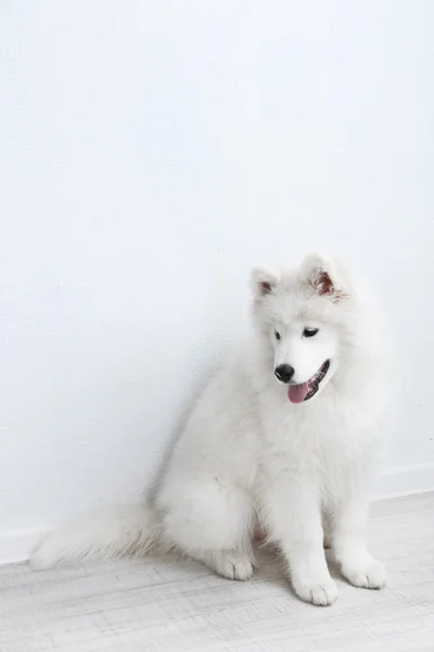 Pies bardzo Samoyed na tle białej ściany — Zdjęcie stockowe