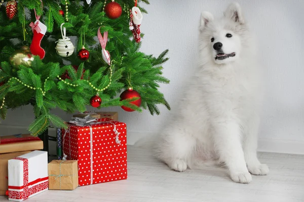 Samoyedo perro en habitación cerca de árbol de Navidad en blanco fondo de la pared —  Fotos de Stock