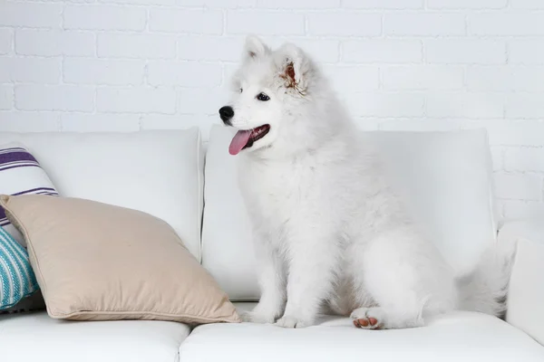 Cão bonito Samoyed no sofá com travesseiros no fundo da parede de tijolo — Fotografia de Stock