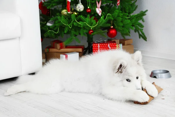 Hravý samojed pes s dříví s vánoční stromeček na pozadí — Stock fotografie