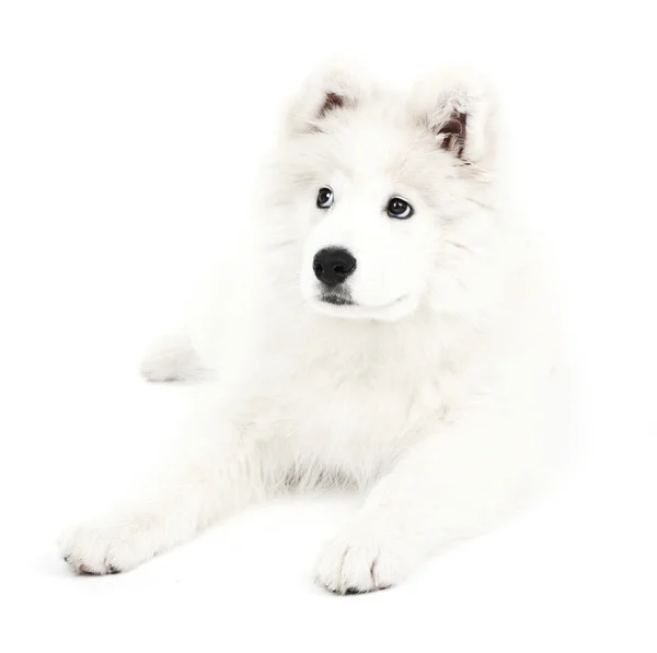 Amical Samoyed chien isolé sur blanc — Photo