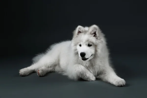 Charmant chien Samoyed couché sur fond sombre — Photo