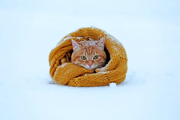 Beautiful red cat wrapped in scarf on snow background Stock Image