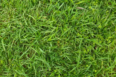 güzel bahar çimen açık havada