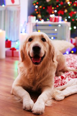 Ekose ahşap zemin ve Noel dekorasyon arka plan üzerinde yatan Labrador