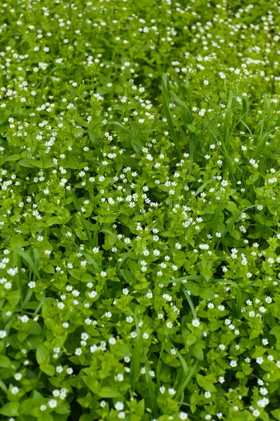 Beautiful spring grass outdoors — Stock Photo, Image