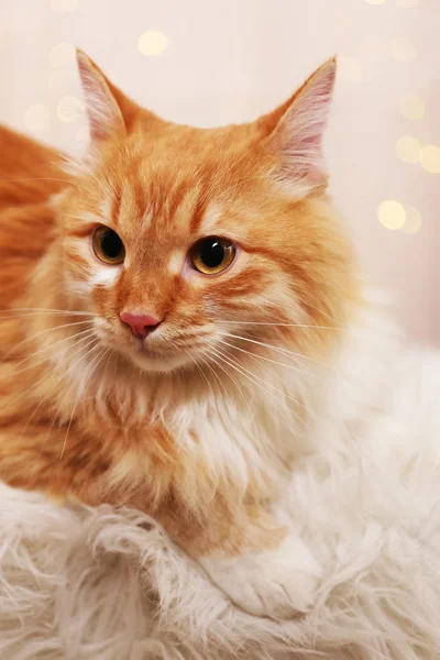 可爱的红色猫上灯光背景 — 图库照片